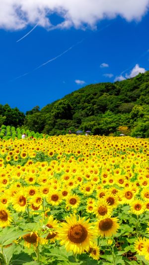 無料スマホ壁紙「眩しい真夏のひまわり」