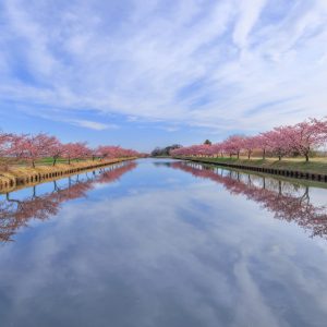 笠松河津桜ロードの写真「雲も映るリフレクション」