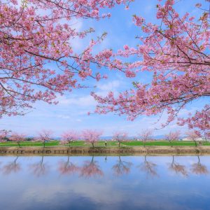 笠松河津桜ロードの写真「春色リフレクション」