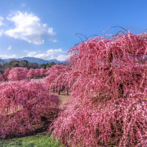 無料壁紙 見晴台から眺める満開のしだれ梅。PCとデスクトップ壁紙に最適な4K高画質の無料壁紙。三重県鈴鹿市の鈴鹿の森庭園で撮影したフリー写真素材