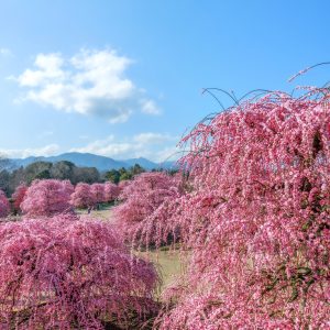 無料スマホ壁紙 見晴台から眺める満開のしだれ梅（縦）。AndroidとiPhoneに対応した4K高画質の無料待ち受け画像。三重県鈴鹿市の鈴鹿の森庭園で撮影したフリー写真素材