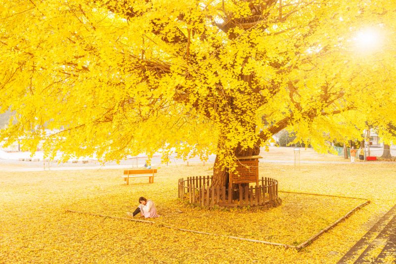 穂原小学校の大イチョウの写真「黄葉に包まれて....」