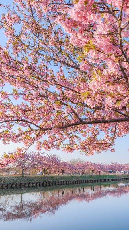 無料スマホ壁紙「朝陽に照らされる河津桜とリフレクション」