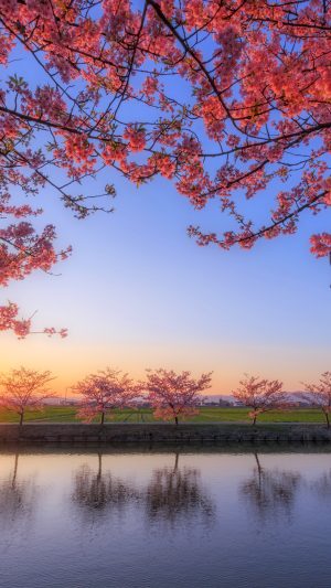 フリー写真素材「夕陽と河津桜のリフレクション」