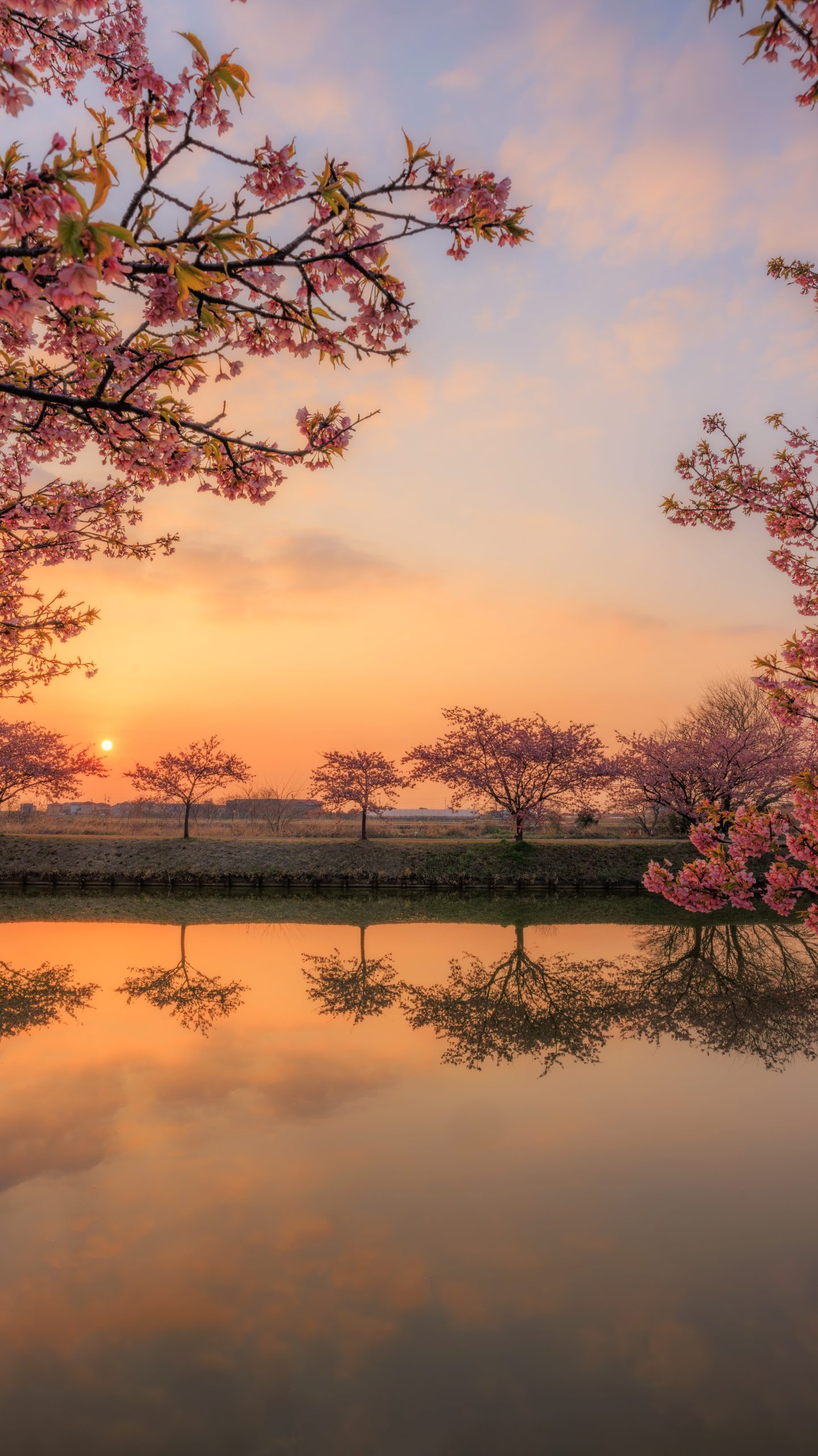 無料スマホ壁紙 朝焼けに染まる河津桜のリフレクション。AndroidとiPhoneに対応した4K高画質の無料待ち受け画像。三重県松阪市の笠松河津桜ロードで撮影したフリー写真素材