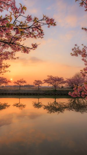 無料スマホ壁紙「朝焼けに染まる河津桜のリフレクション」