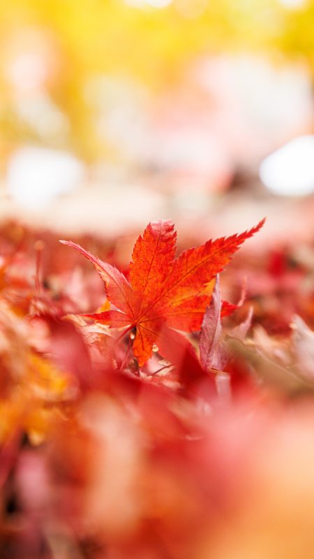 無料スマホ壁紙「紅葉の世界」