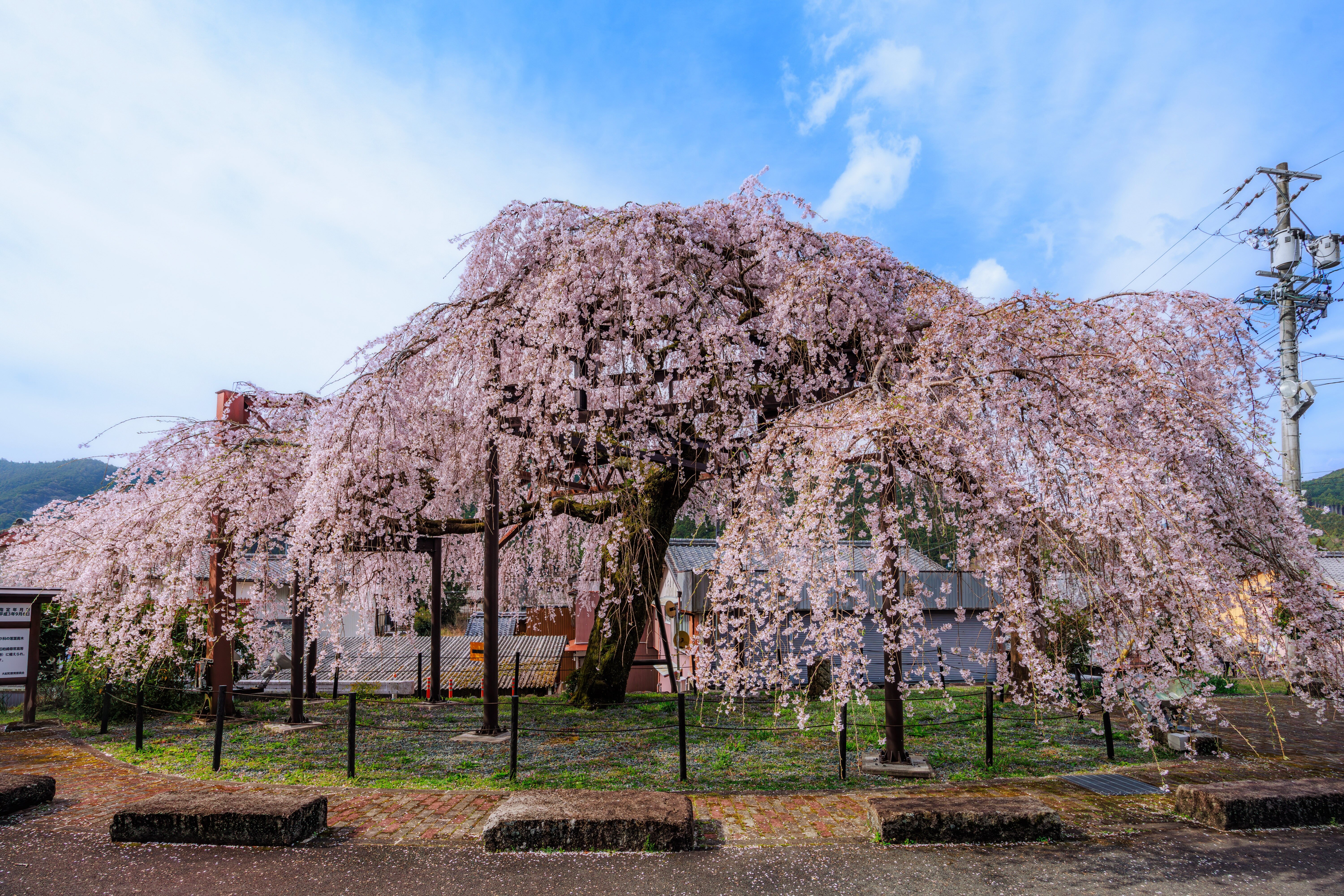 柏崎支所のしだれ桜のフリー写真素材「2025年撮影のしだれ桜」 | 三重フォトギャラリー
