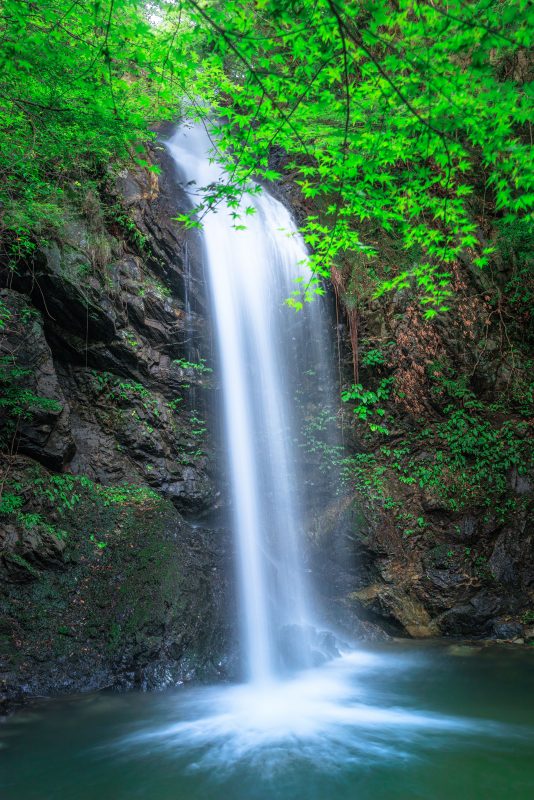 白藤の滝の写真「青葉と滝」