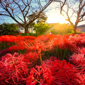 北神山花街道の観光情報と写真一覧