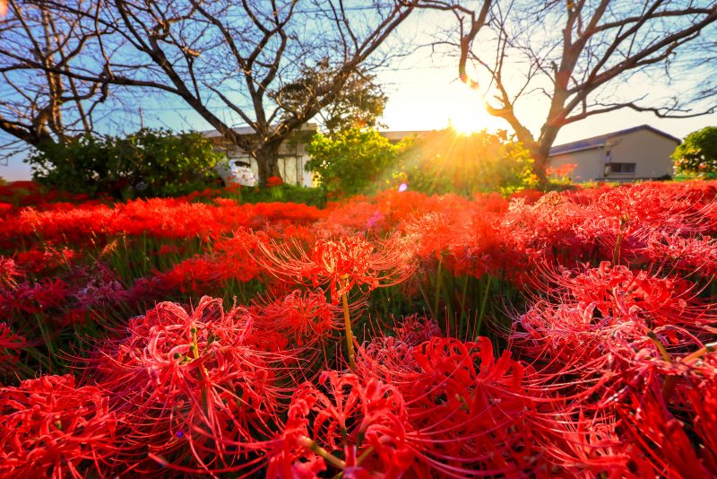 北神山花街道の写真「西陽で輝く彼岸花」