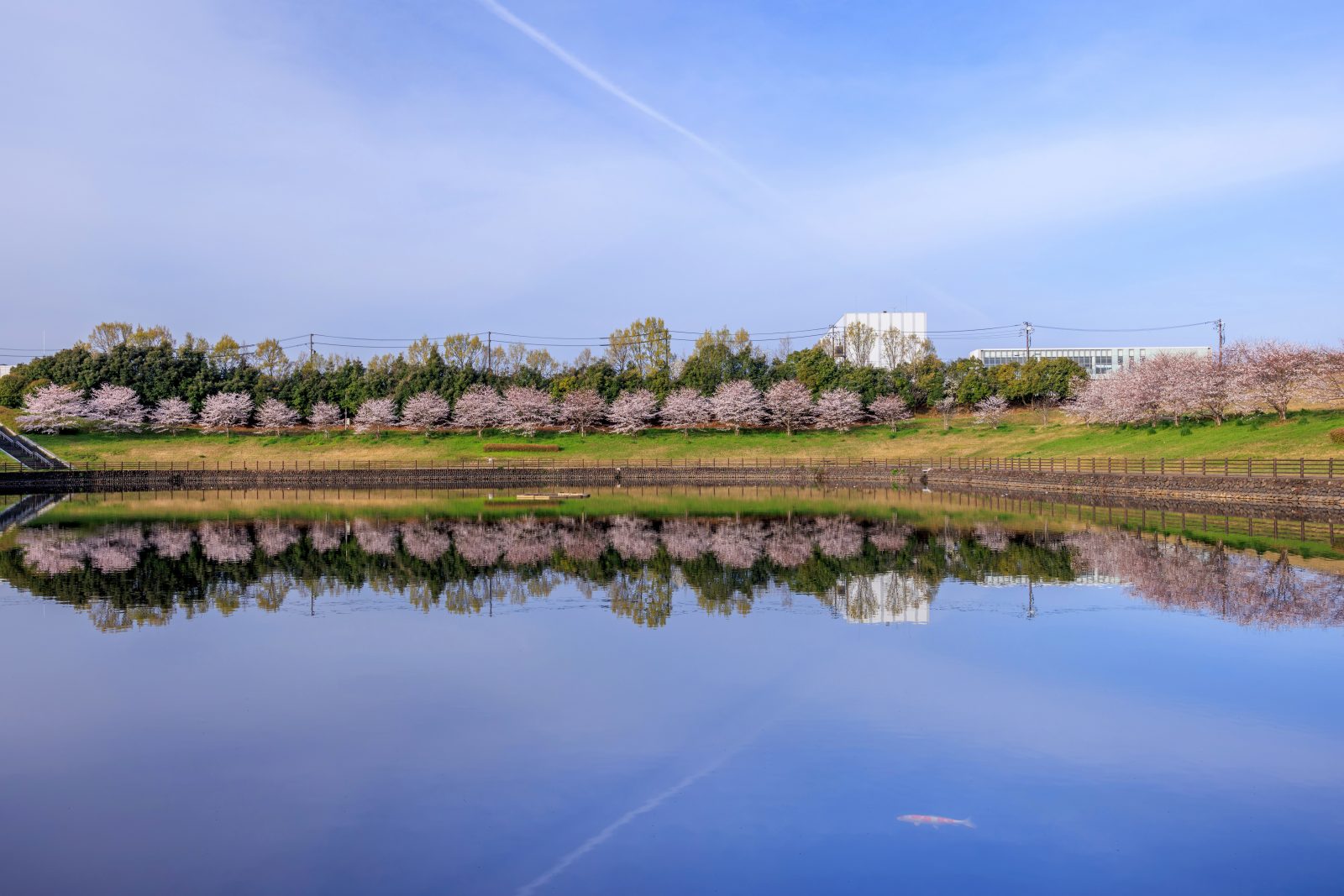 中勢グリーンパークの写真「調整池の桜並木リフレクション」