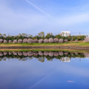 調整池の桜並木リフレクション