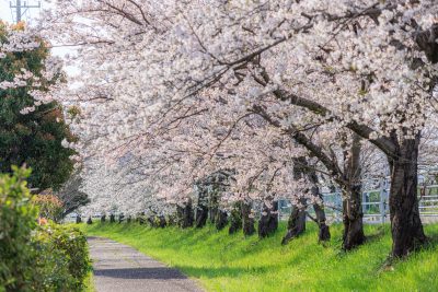 鍋田川堤桜並木の写真「遊歩道に密集する桜並木」