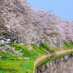 無料壁紙 春爛漫。PCとデスクトップ壁紙に最適な4K高画質の無料壁紙。三重県木曽岬町の鍋田川堤桜並木で撮影したフリー写真素材