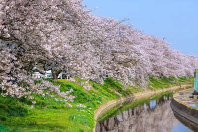 鍋田川堤桜並木の写真「春爛漫」