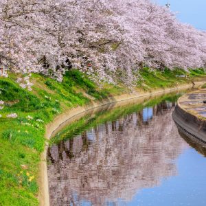 無料スマホ壁紙 桜並木のリフレクション。AndroidとiPhoneに対応した4K高画質の無料待ち受け画像。三重県木曽岬町の鍋田川堤桜並木で撮影したフリー写真素材