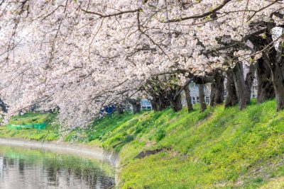 鍋田川堤桜並木の写真「鍋田川に舞う桜吹雪」