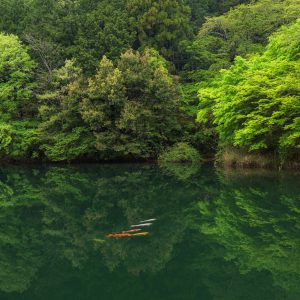 新緑の持越池