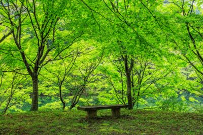 真手公園の写真「新緑の特等席」