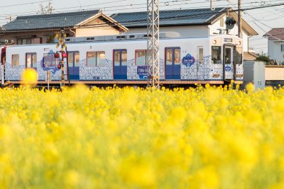 斎宮の菜の花畑の写真「とばしまメモリー「なみの章」車両」
