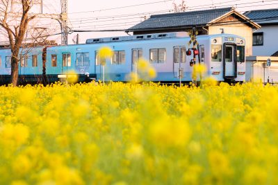 斎宮の菜の花畑の写真「とばしまメモリー「うみの章」車両」