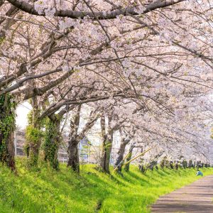 無料壁紙 遊歩道を散策する親子連れ。PCとデスクトップ壁紙に最適な4K高画質の無料壁紙。三重県木曽岬町の鍋田川堤桜並木で撮影したフリー写真素材