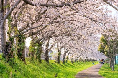 鍋田川堤桜並木の写真「遊歩道を散策する親子連れ」
