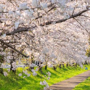 無料壁紙 遊歩道の桜並木。PCとデスクトップ壁紙に最適な4K高画質の無料壁紙。三重県木曽岬町の鍋田川堤桜並木で撮影したフリー写真素材