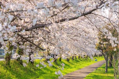鍋田川堤桜並木の写真「遊歩道の桜並木」