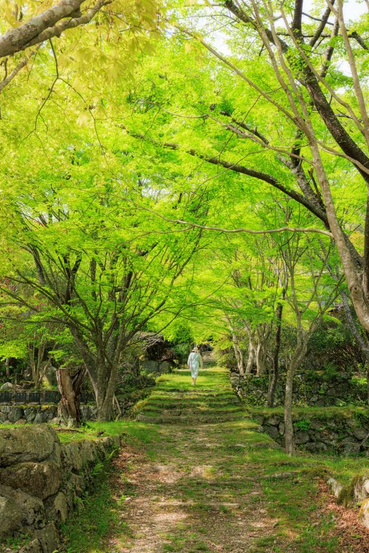 天開山泰運寺の写真「新緑の境内を歩く女性」