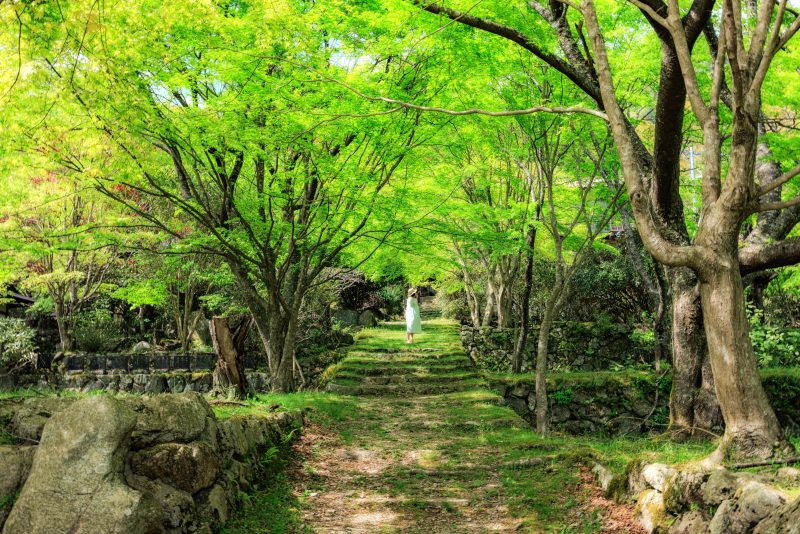天開山泰運寺の写真「ジブリの森っぽい新緑の境内」