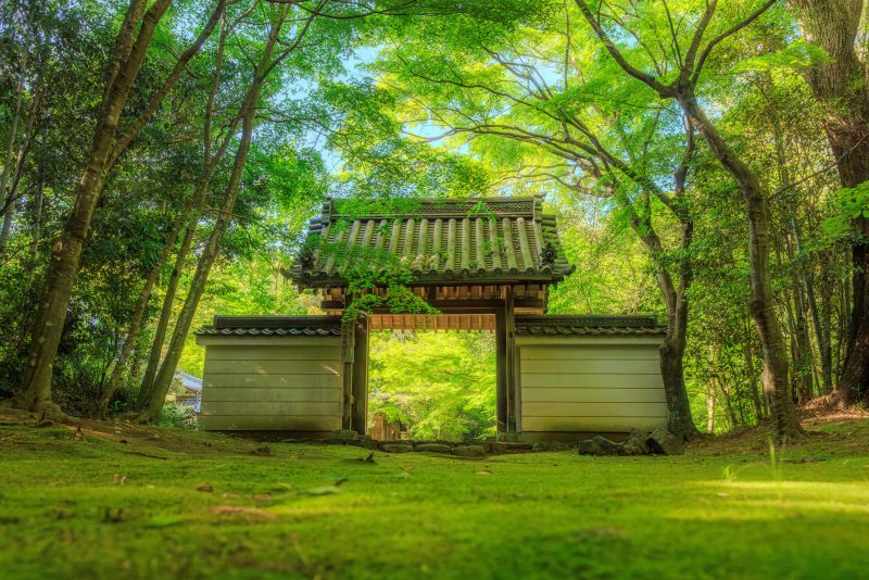 円光寺の写真「新緑の山門」