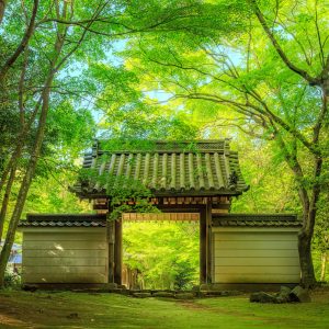 円光寺の写真「新緑に包まれる山門」