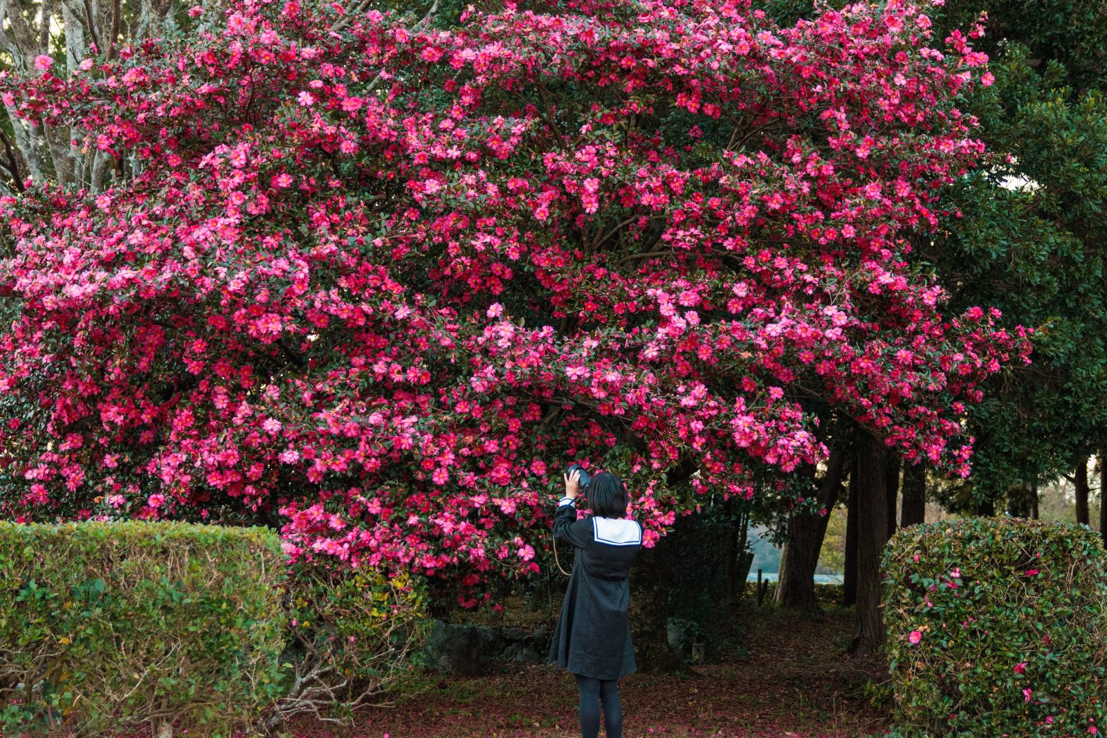 斎王の森の写真「大きな山茶花（サザンカ）」