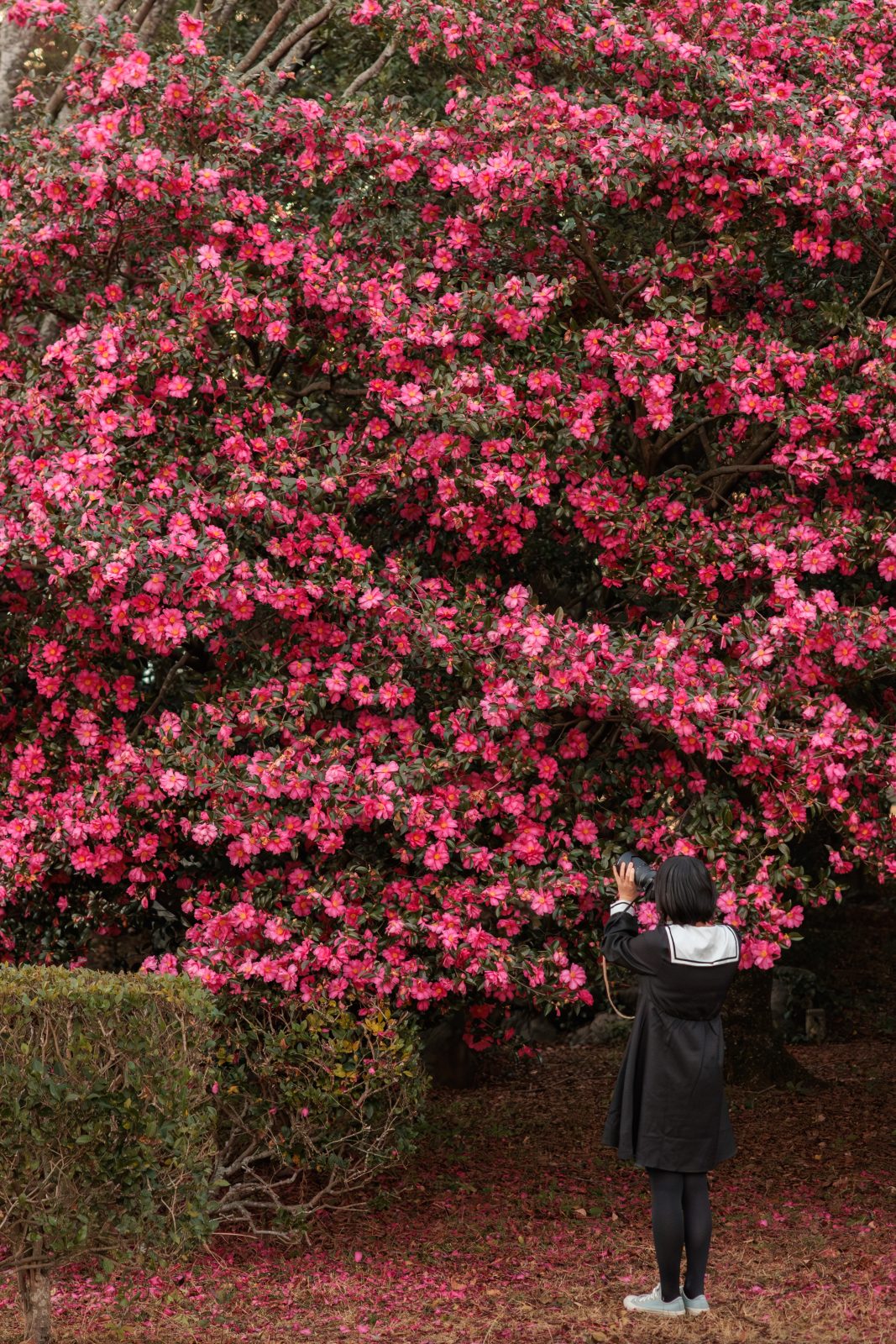 斎王の森の写真「背の高い山茶花（サザンカ）」