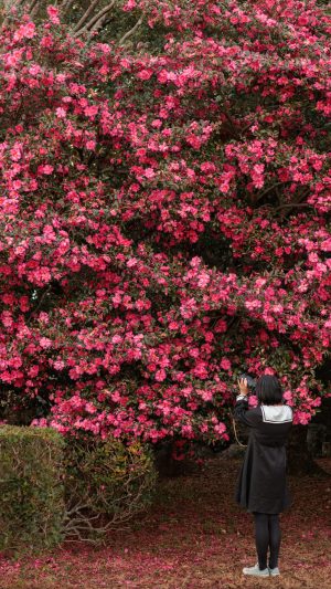 無料スマホ壁紙「背の高い山茶花（サザンカ）」