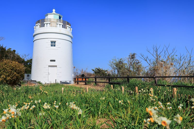 菅島の写真「菅島灯台と水仙」