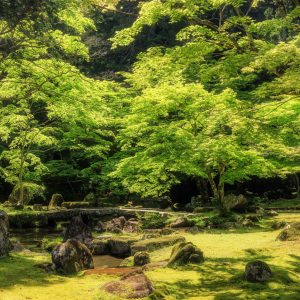 新緑が美しい５月の庭園