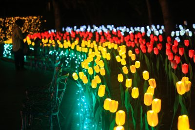 なばなの里の写真「チューリップのイルミネーションを鑑賞する人」