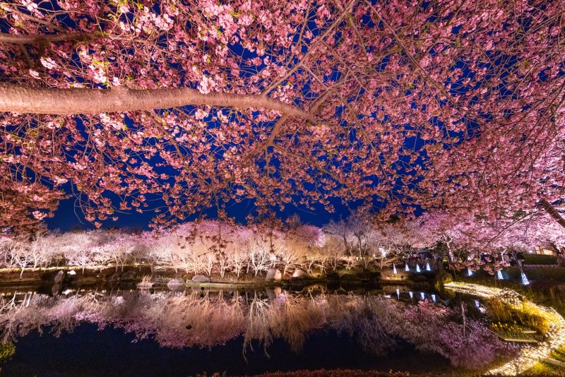 なばなの里の写真「河津桜のリフレクション」