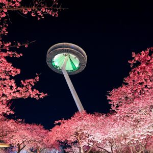 夜桜とアイランド富士