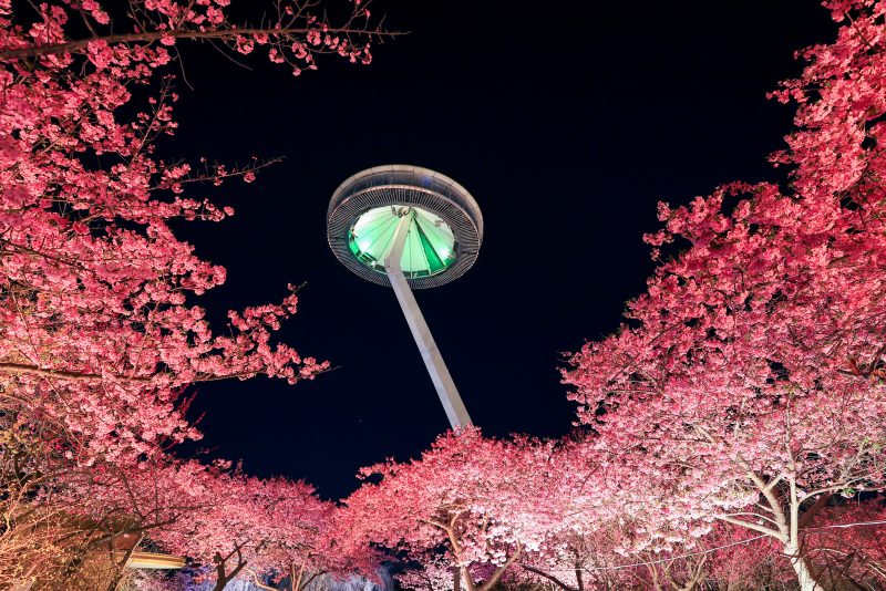 なばなの里の写真「夜桜とアイランド富士」