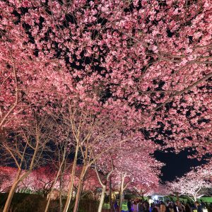 河津桜のライトアップとハートの桜