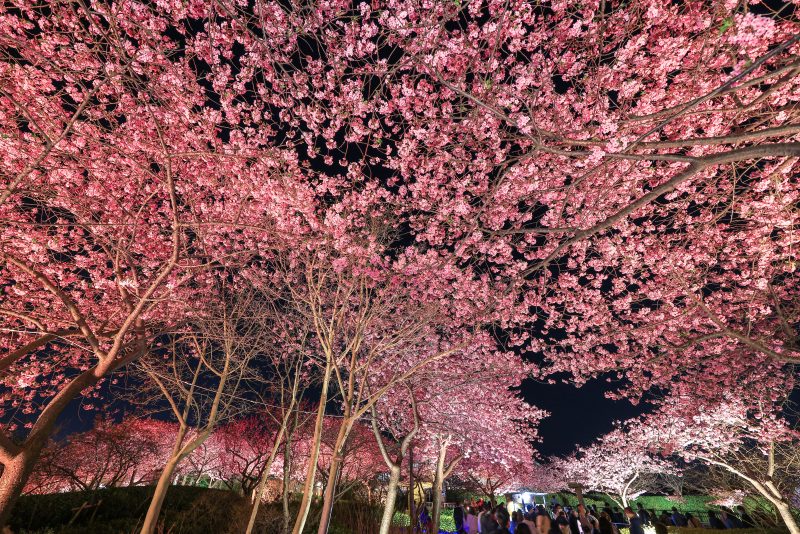 なばなの里の写真「河津桜のライトアップとハートの桜」