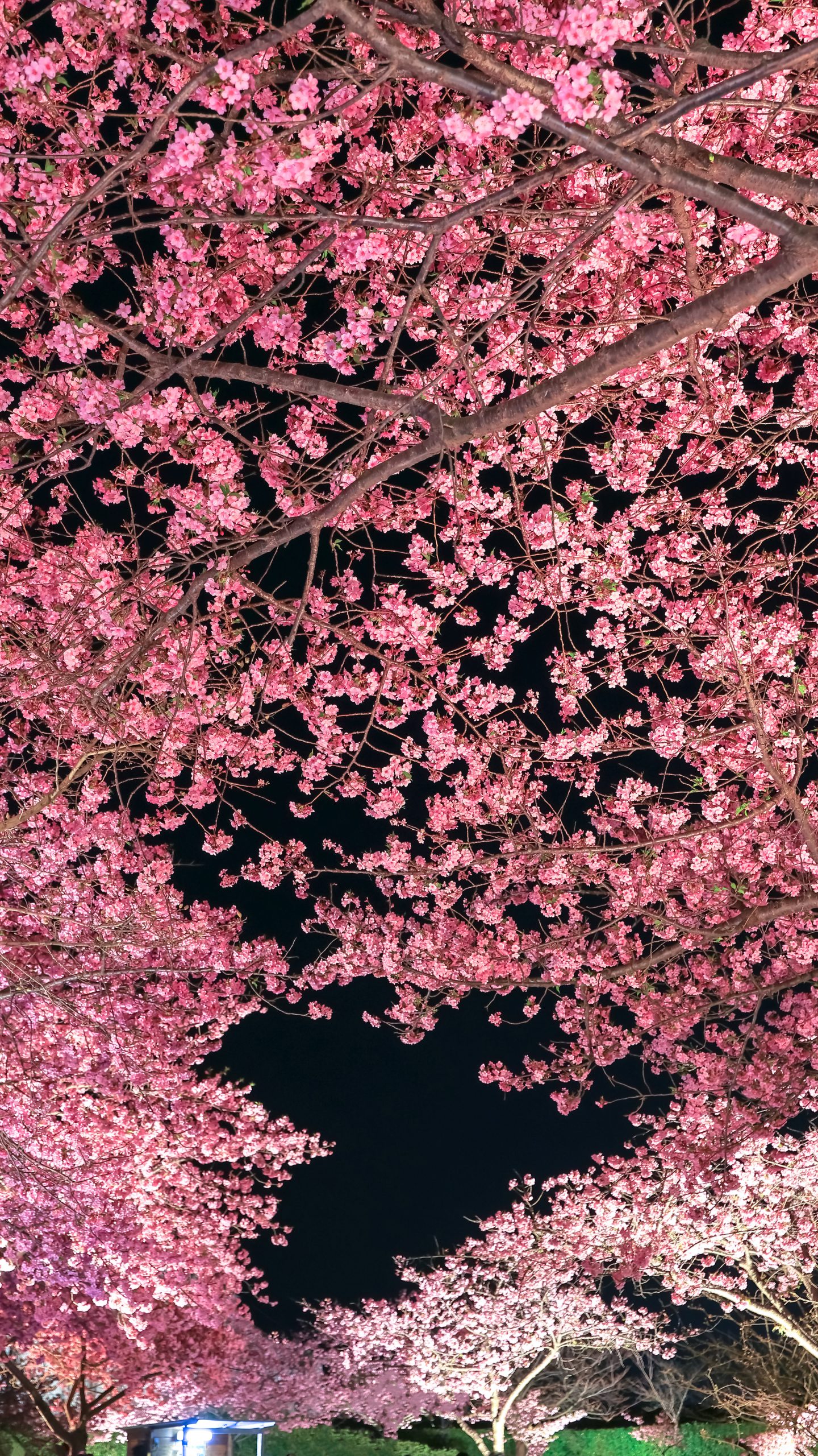 無料スマホ壁紙 夜桜のトンネルとハートの桜。AndroidとiPhoneに対応した4K高画質の無料待ち受け画像。三重県桑名市のなばなの里で撮影したフリー写真素材