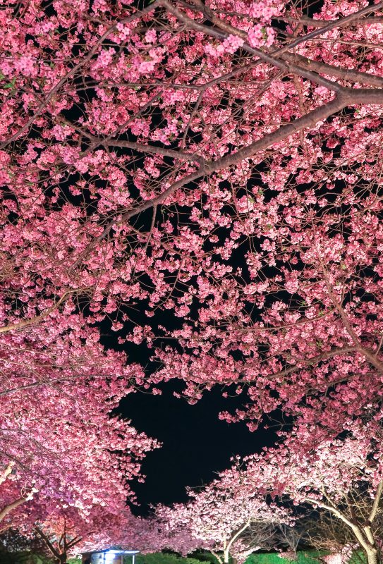 なばなの里の写真「夜桜のトンネルとハートの桜」
