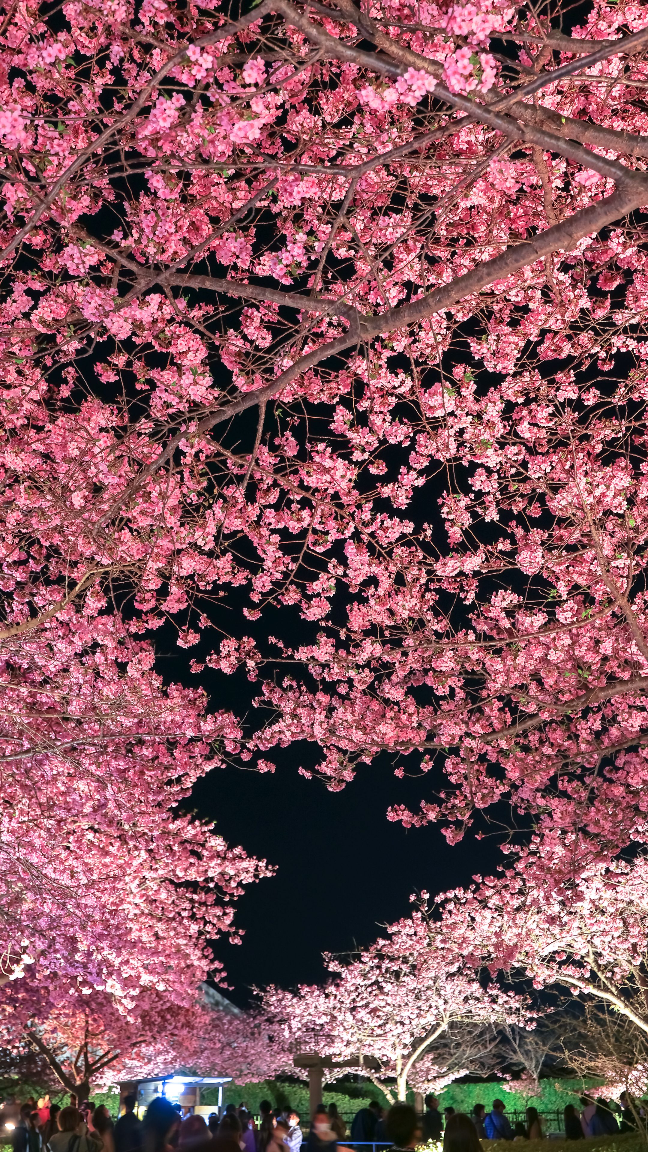 無料スマホ壁紙 ハートの桜と夜桜ライトアップ。AndroidとiPhoneに対応した4K高画質の無料待ち受け画像。三重県桑名市のなばなの里で撮影したフリー写真素材