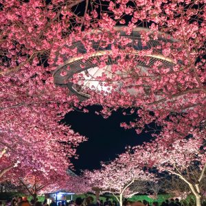 ハートの桜とアイランド富士の絶景