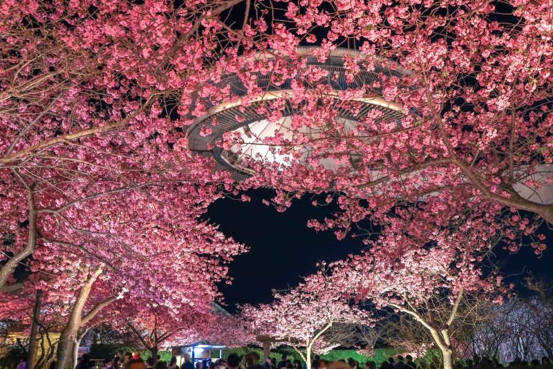 なばなの里の写真「ハートの桜とアイランド富士の絶景」